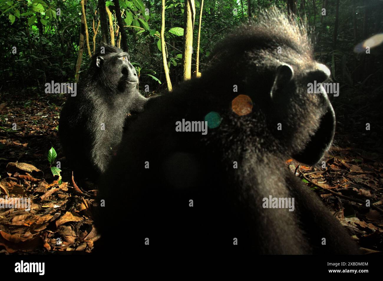 Ritratto laterale di due esemplari di macaco di Sulawesi crestato nero (Macaca nigra) seduti a terra nella riserva naturale di Tangkoko, Indonesia. Foto Stock