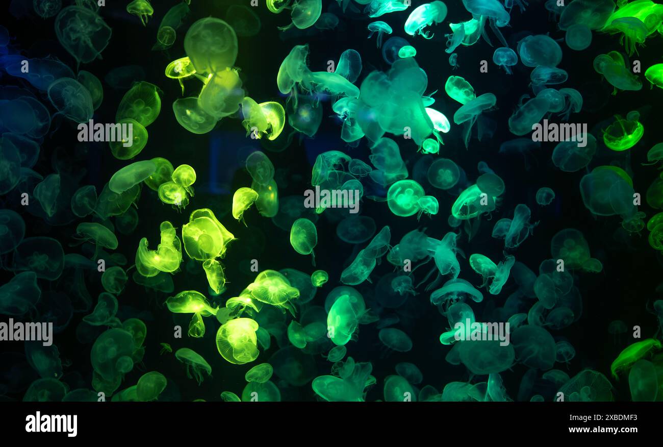 All'acquario, le meduse trasparenti nuotano sott'acqua, illuminate da luce verde. La bellezza della vita marina. Creature marine esotiche aggiungono un tocco di nat Foto Stock