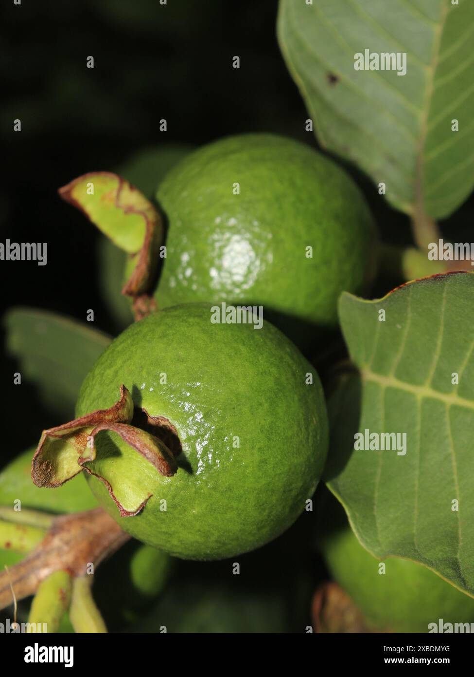 Guava (Psidium guajava) Foto Stock