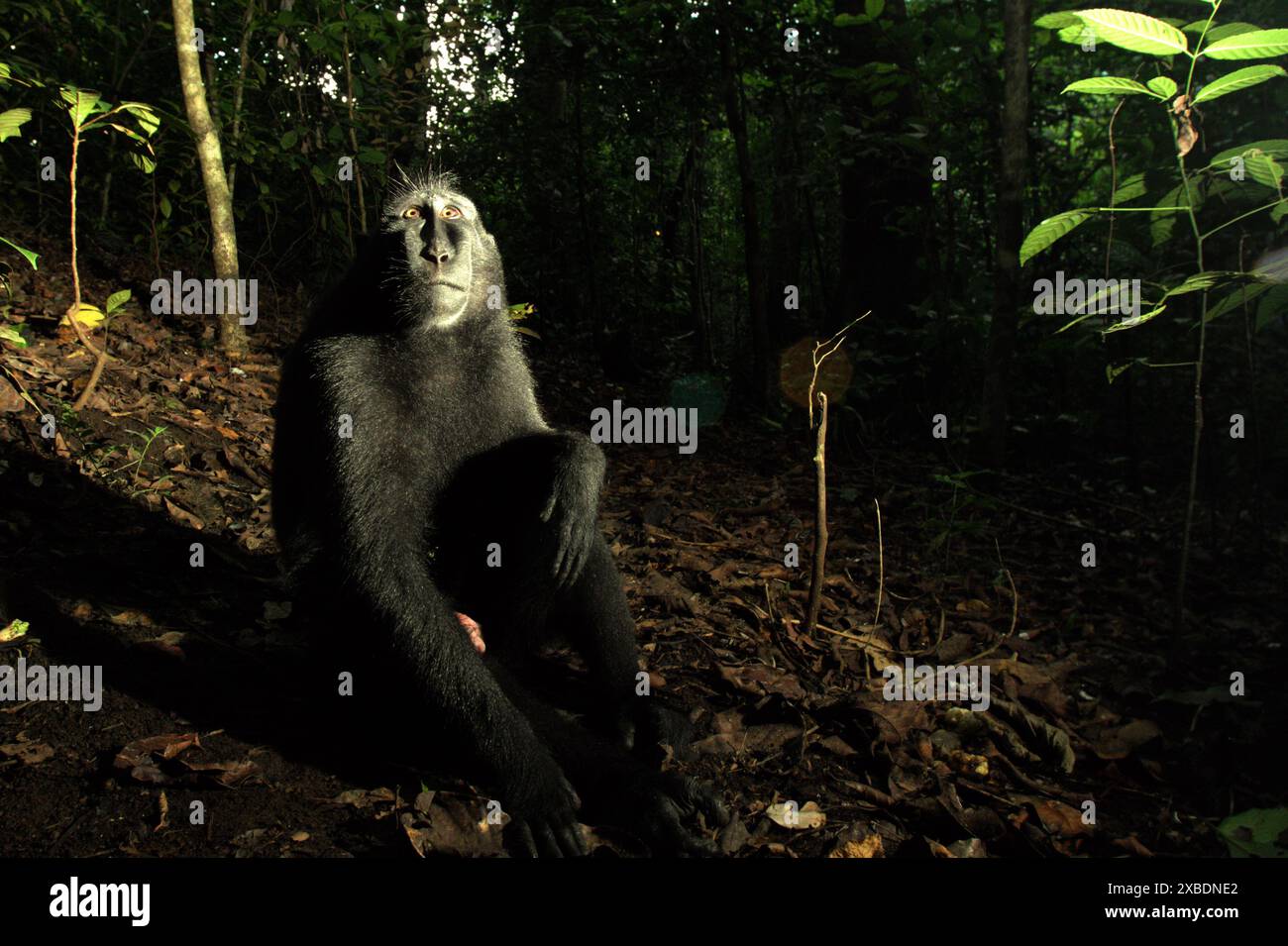 Un macaco crestato nero (Macaca nigra) guarda in alto, mentre si trova a terra nella riserva naturale di Tangkoko, Sulawesi settentrionale, Indonesia. Foto Stock