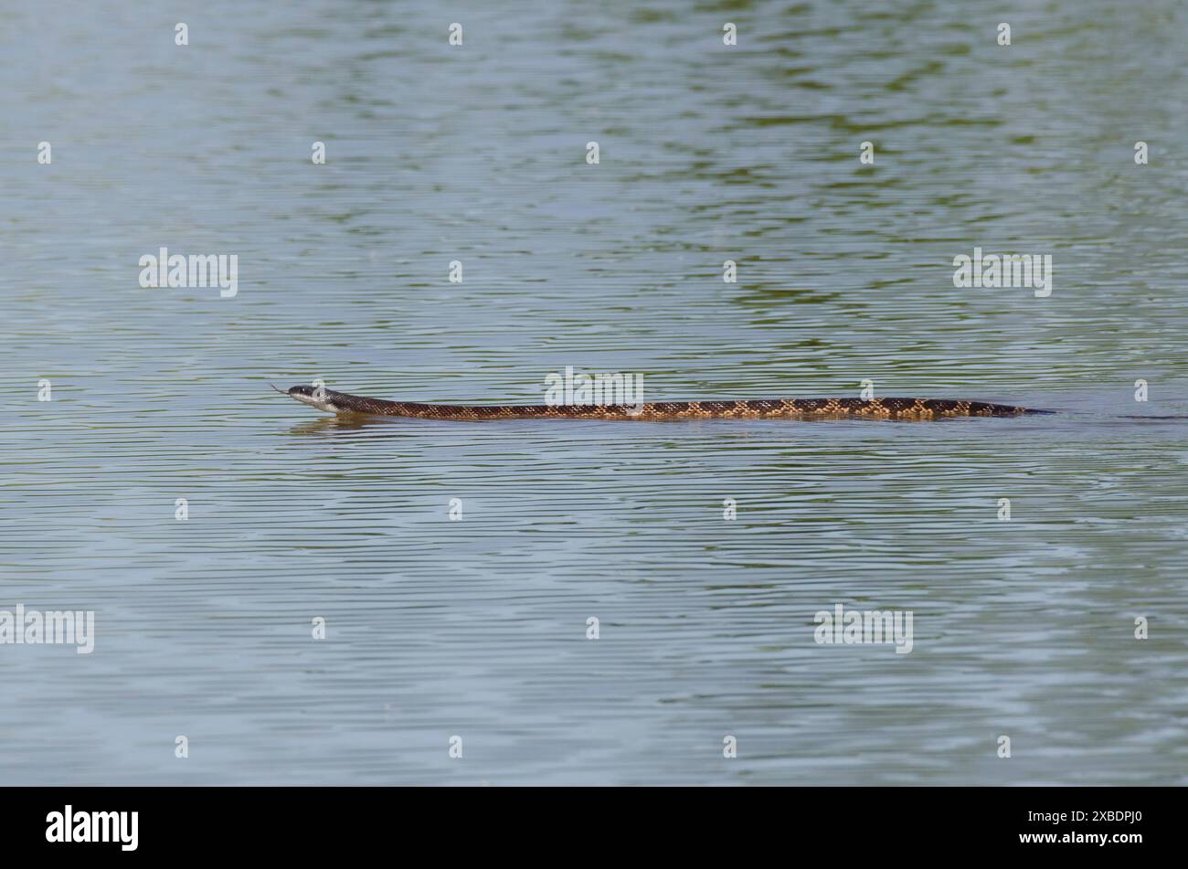 Watersnake con dorso di diamante, rombifer di Nerodia, nuoto Foto Stock