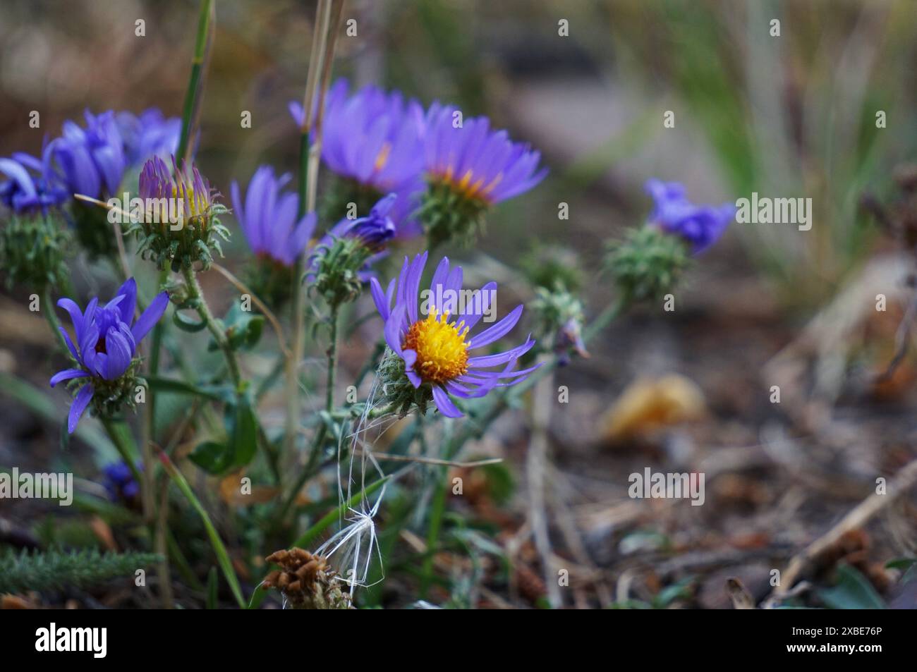 Viola di fiori di campo Foto Stock