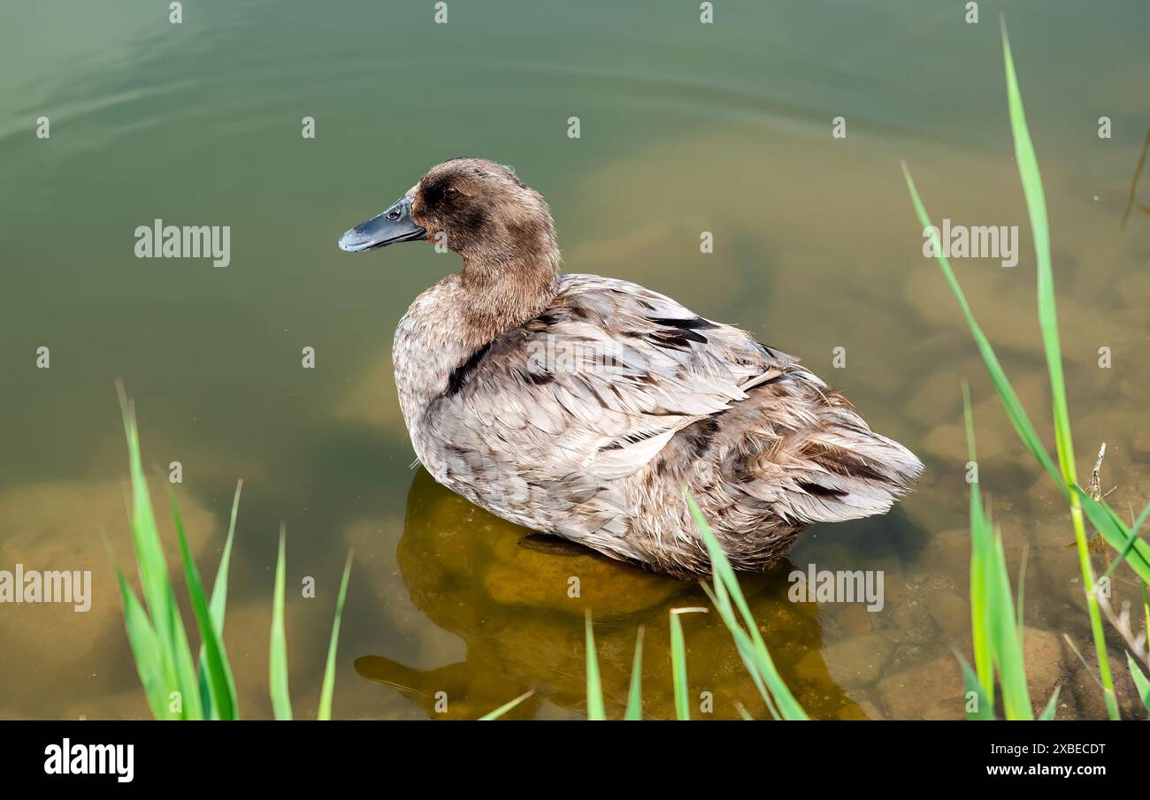 Anatra nera americana che nuota nello stagno Foto Stock