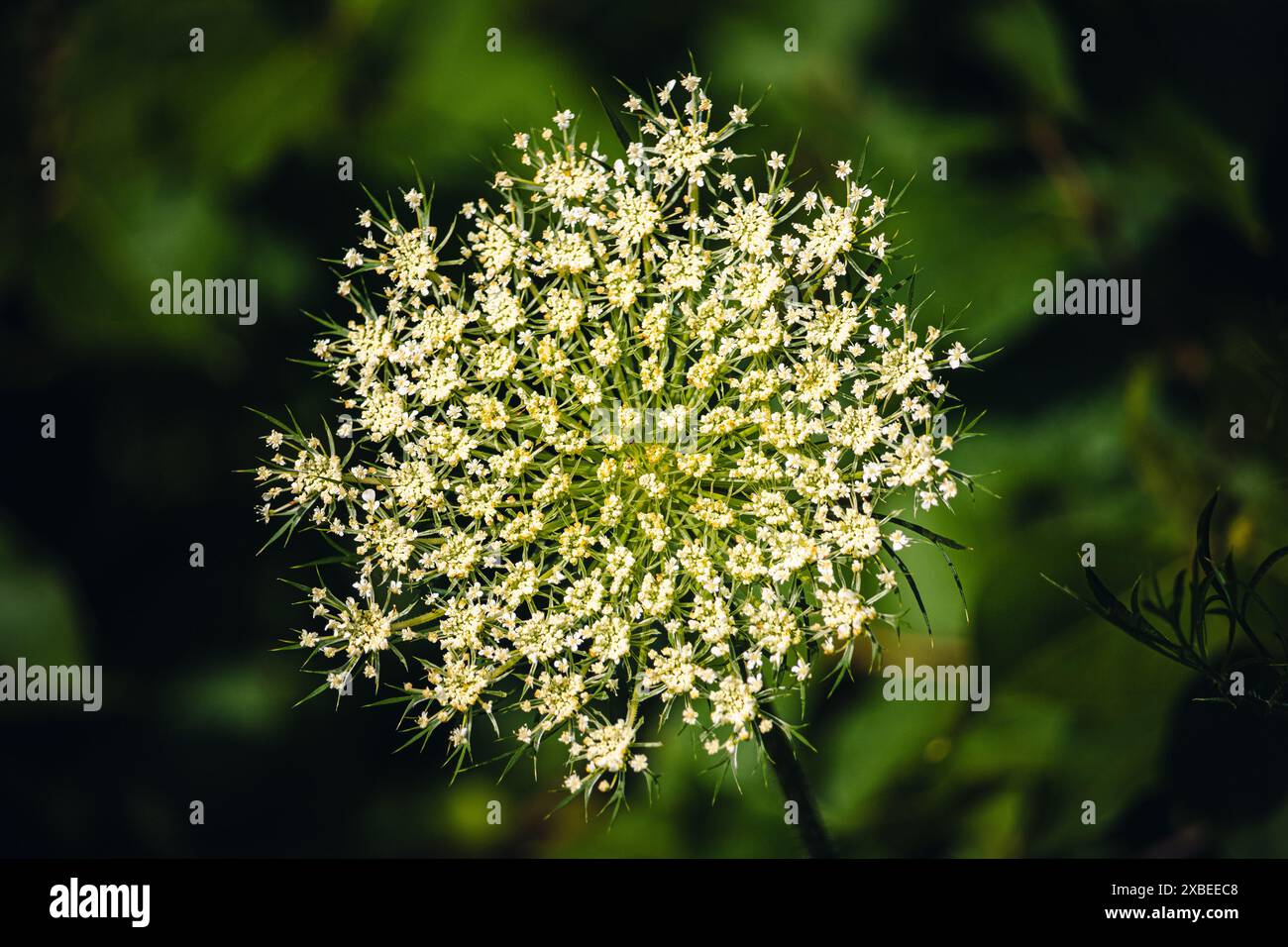 Pizzo della regina Anna, carota selvatica, pizzo del vescovo, daucus carota Foto Stock