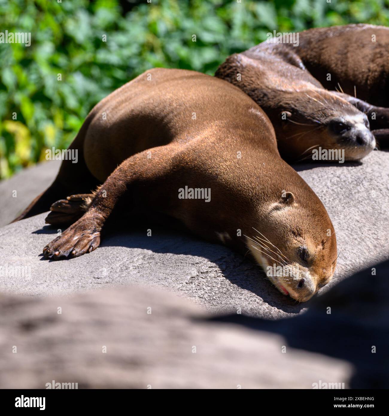 Un Giant Otter che riposa su una roccia Foto Stock