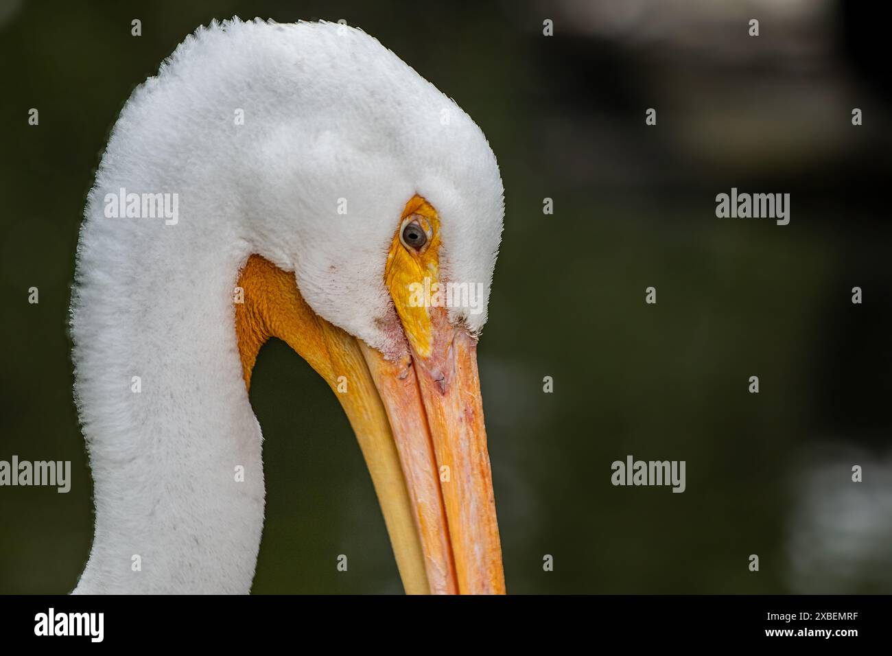 Nahaufnahme Vogel Foto Stock