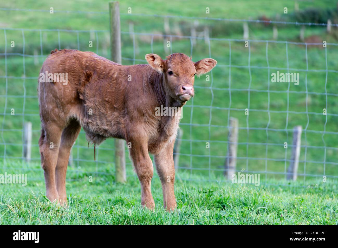 Mucca in piedi nel prato verde accanto a un recinto rustico. Mucca felice nel paesaggio pascolo. Agricoltura, agricoltura e campagna. Foto Stock