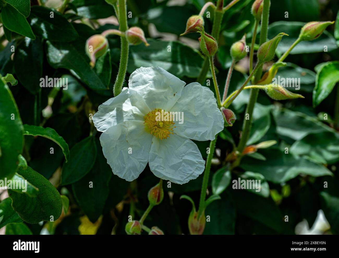 Cistus laurifolius (Cistus laurifolius) Foto Stock