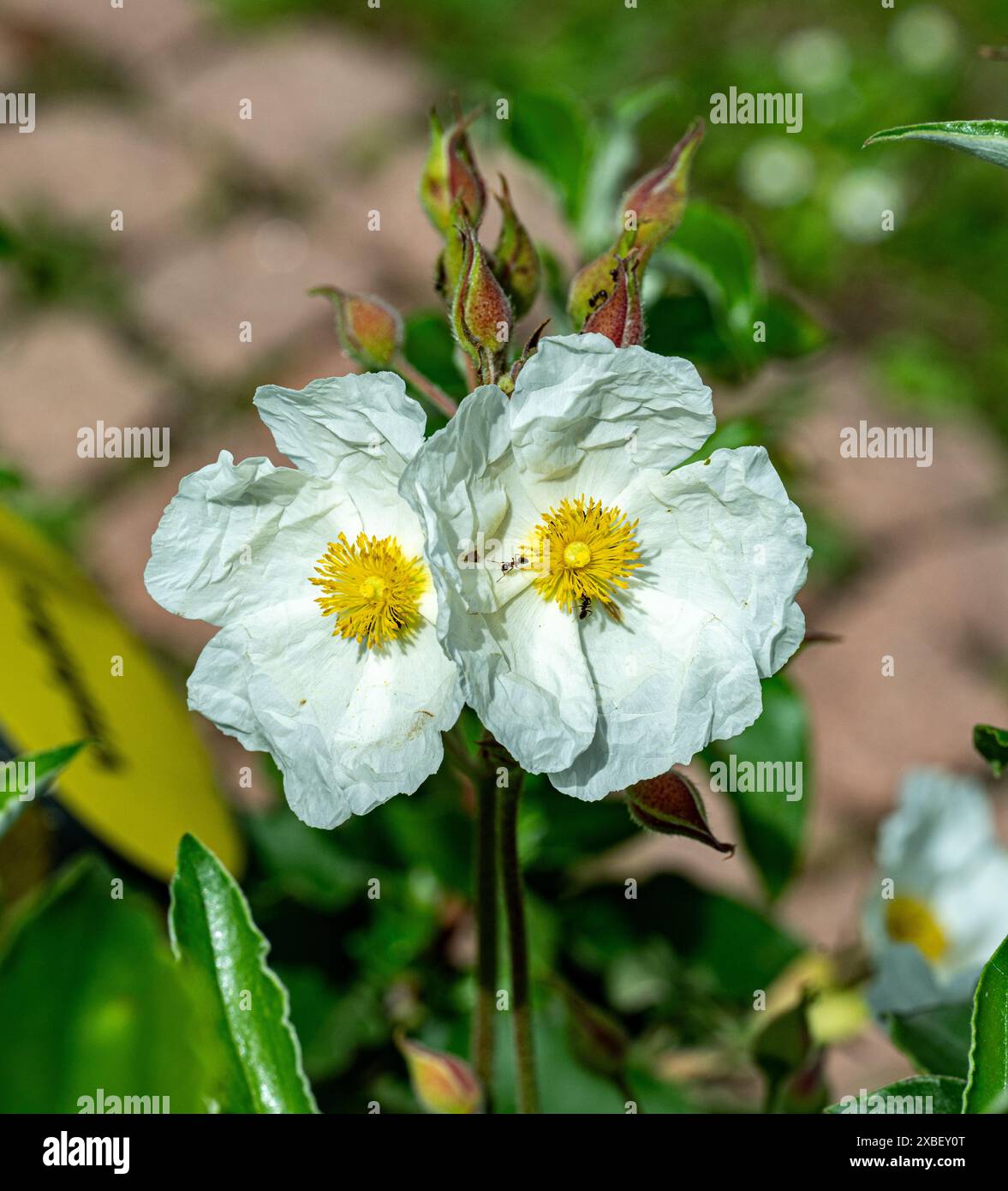 Cistus laurifolius (Cistus laurifolius) Foto Stock