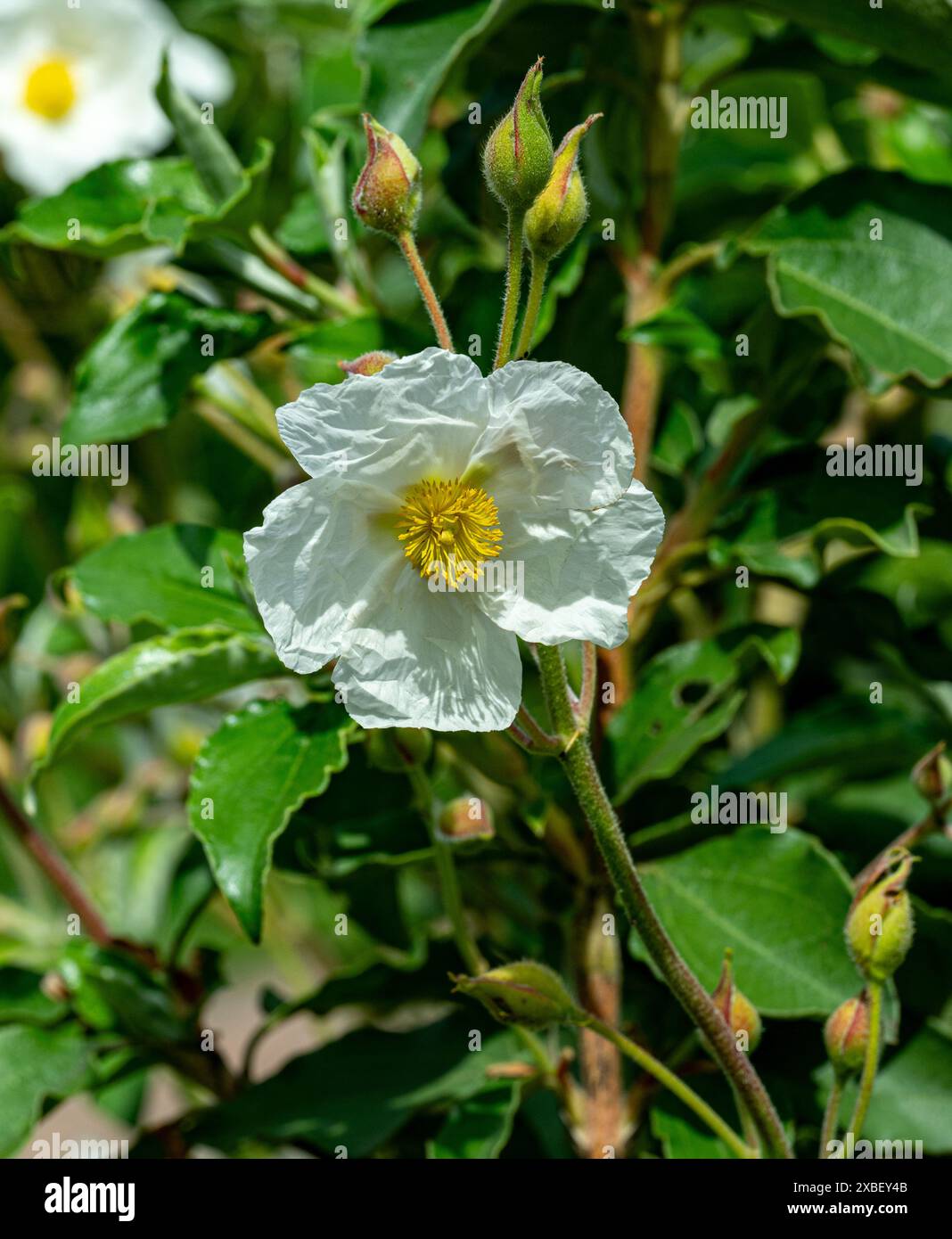 Cistus laurifolius (Cistus laurifolius) Foto Stock