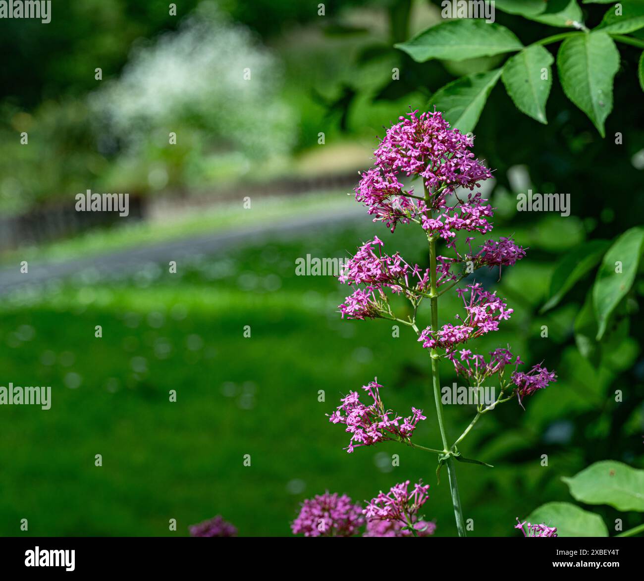 Immagine ravvicinata dei vivaci fiori estivi della Valeriana rossa, noti anche come Centranthus Ruber, la barba del diavolo o la volpe. Foto Stock