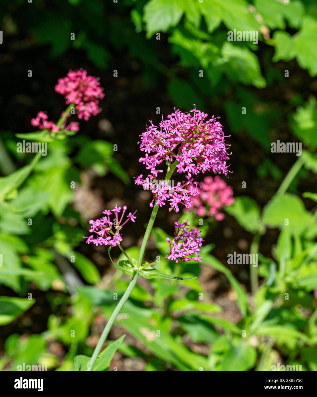 Immagine ravvicinata dei vivaci fiori estivi della Valeriana rossa, noti anche come Centranthus Ruber, la barba del diavolo o la volpe. Foto Stock