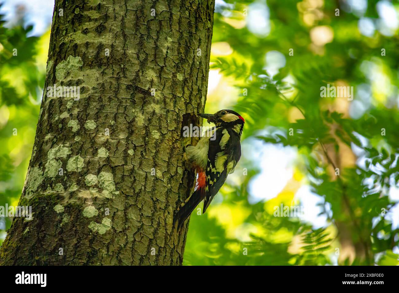 Un picchio ottiene cibo su un grande albero. Il grande picchio maculato, Dendrocopos Major Foto Stock