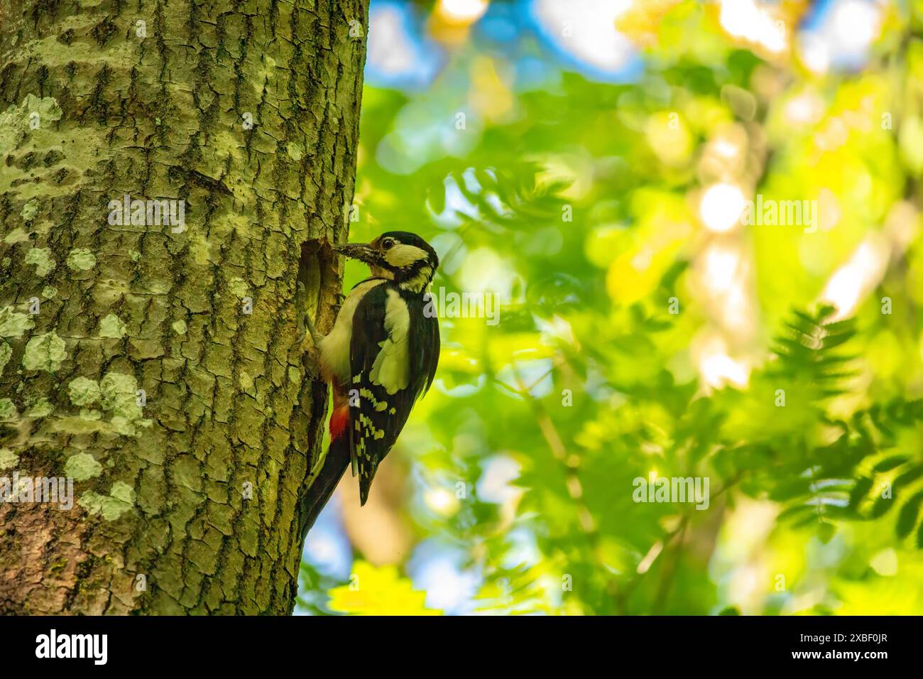 Un picchio ottiene cibo su un grande albero. Il grande picchio maculato, Dendrocopos Major Foto Stock