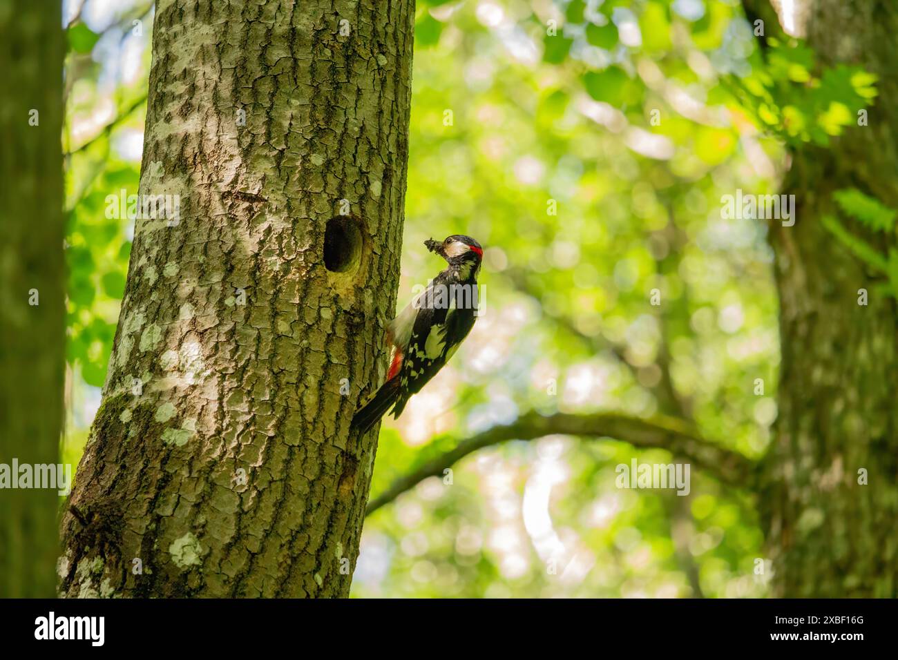 Un picchio ottiene cibo su un grande albero. Il grande picchio maculato, Dendrocopos Major Foto Stock