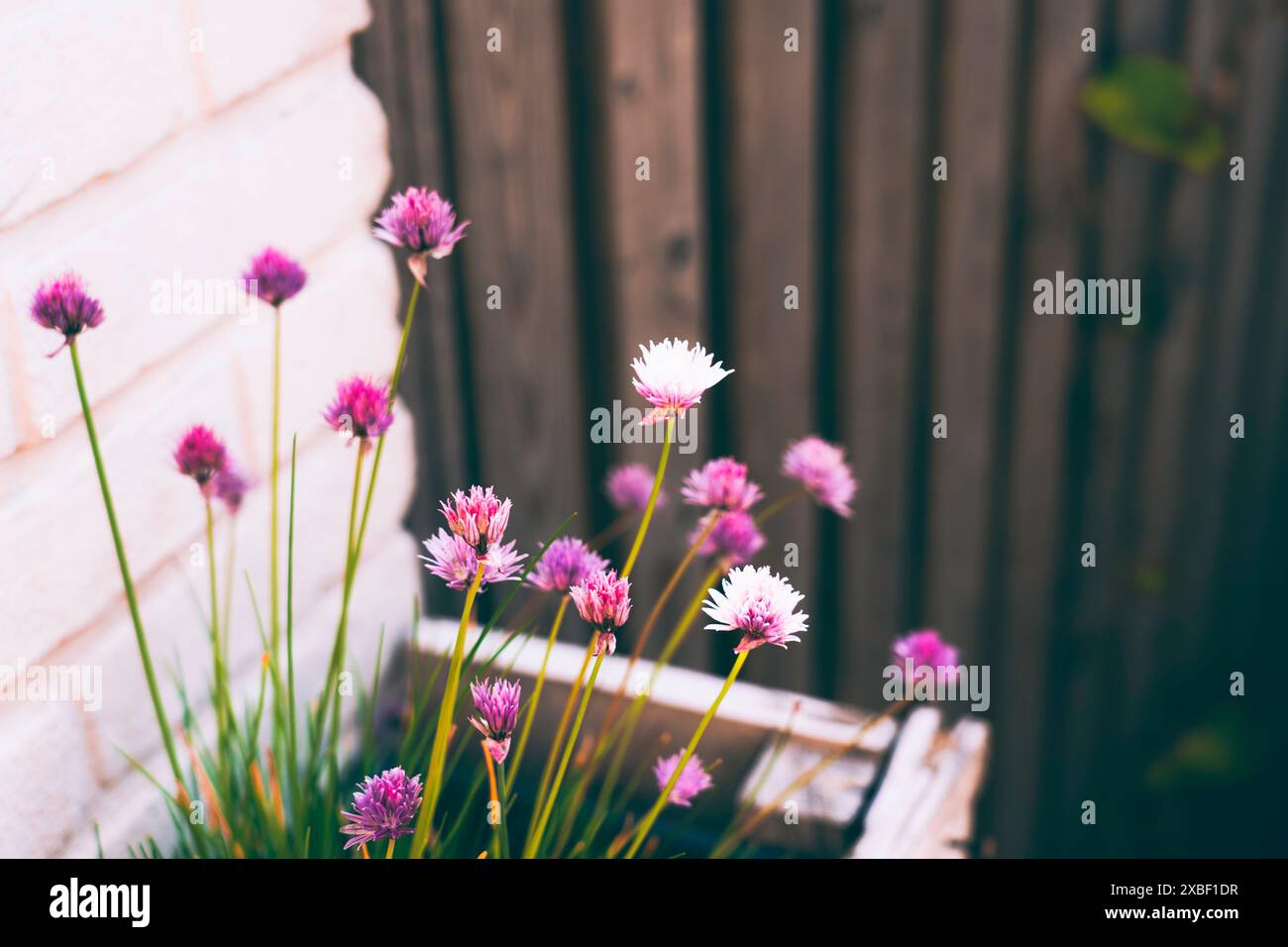 Bellissimi e graziosi piccoli fiori Foto Stock