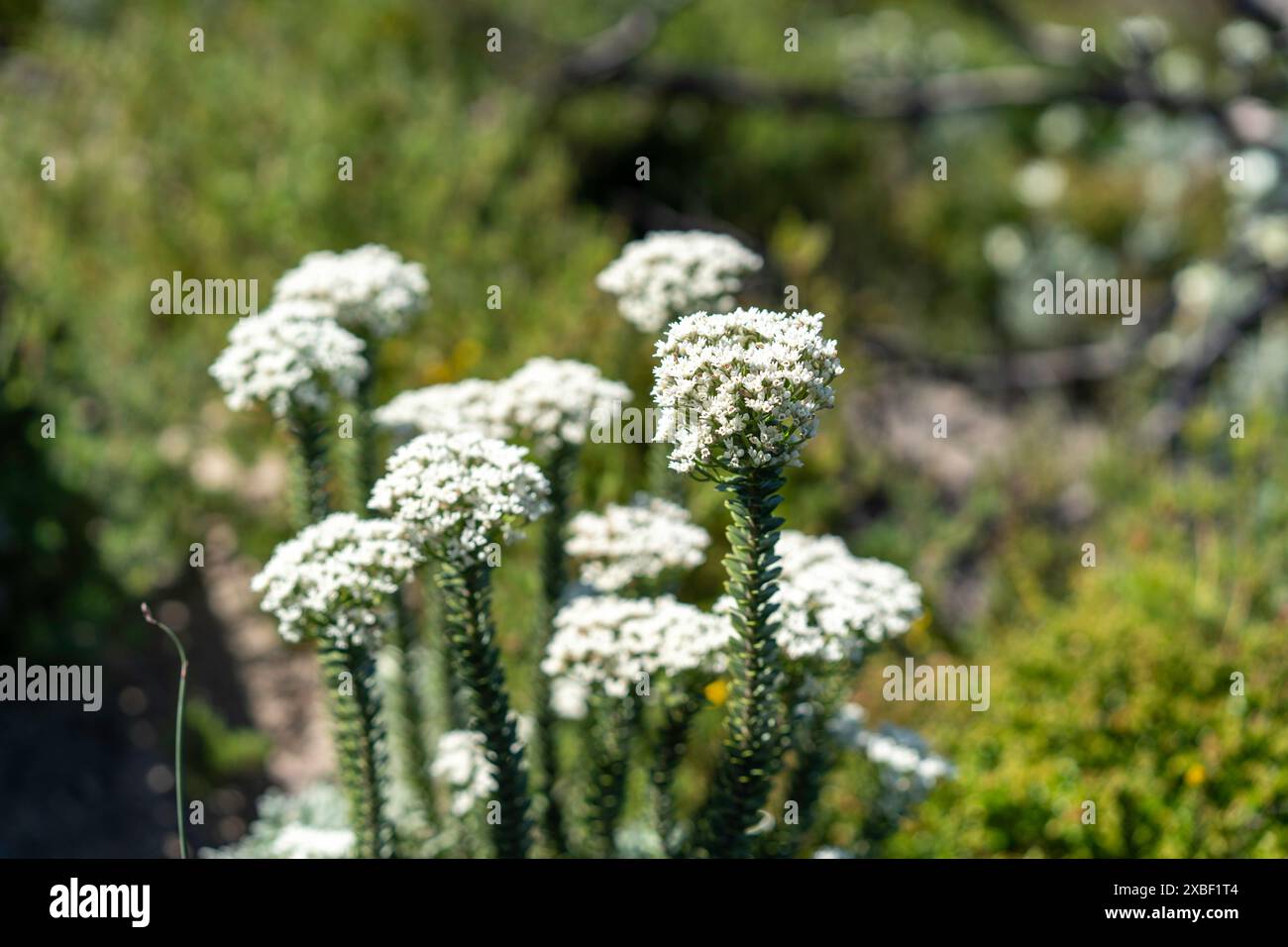 Bellissimi e graziosi piccoli fiori Foto Stock