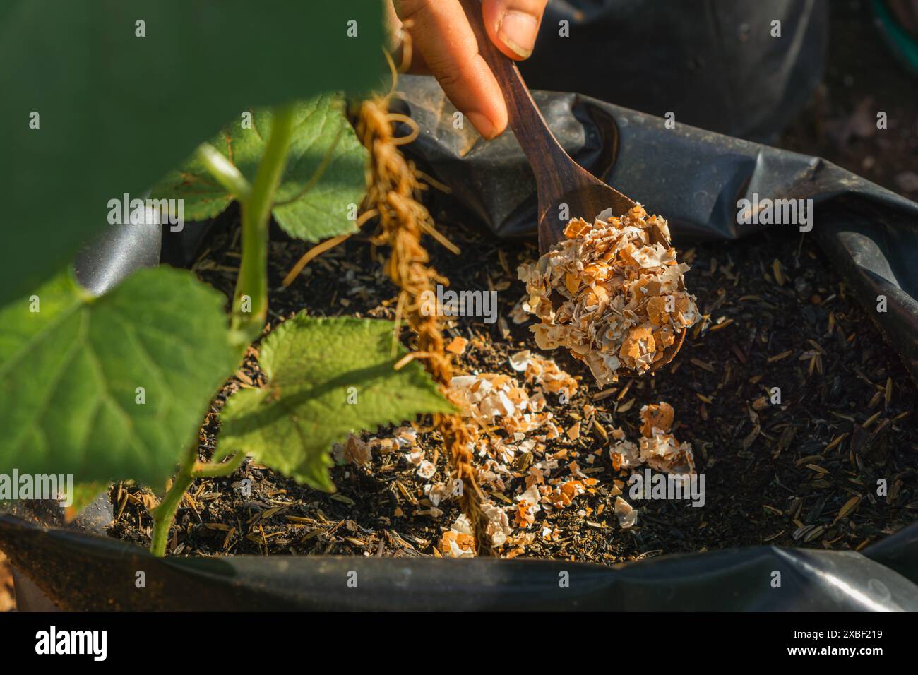 uomo che utilizza gusci d'uovo schiacciati per fertilizzanti organici per il giardino, concetto di agricoltura biologica e giardinaggio Foto Stock