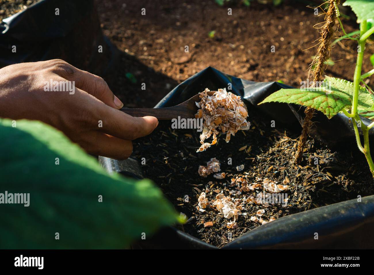uomo che utilizza gusci d'uovo schiacciati per fertilizzanti organici per il giardino, concetto di agricoltura biologica e giardinaggio Foto Stock