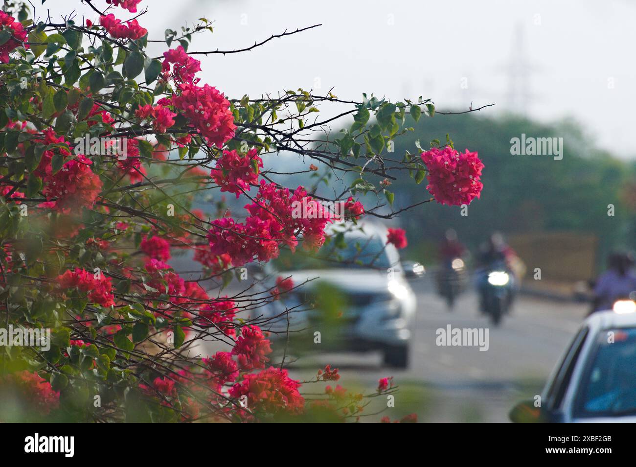 Un gruppo di fiori di bouganville magenta su un roadisde contro il traffico in movimento con auto e biciclette sullo sfondo Foto Stock