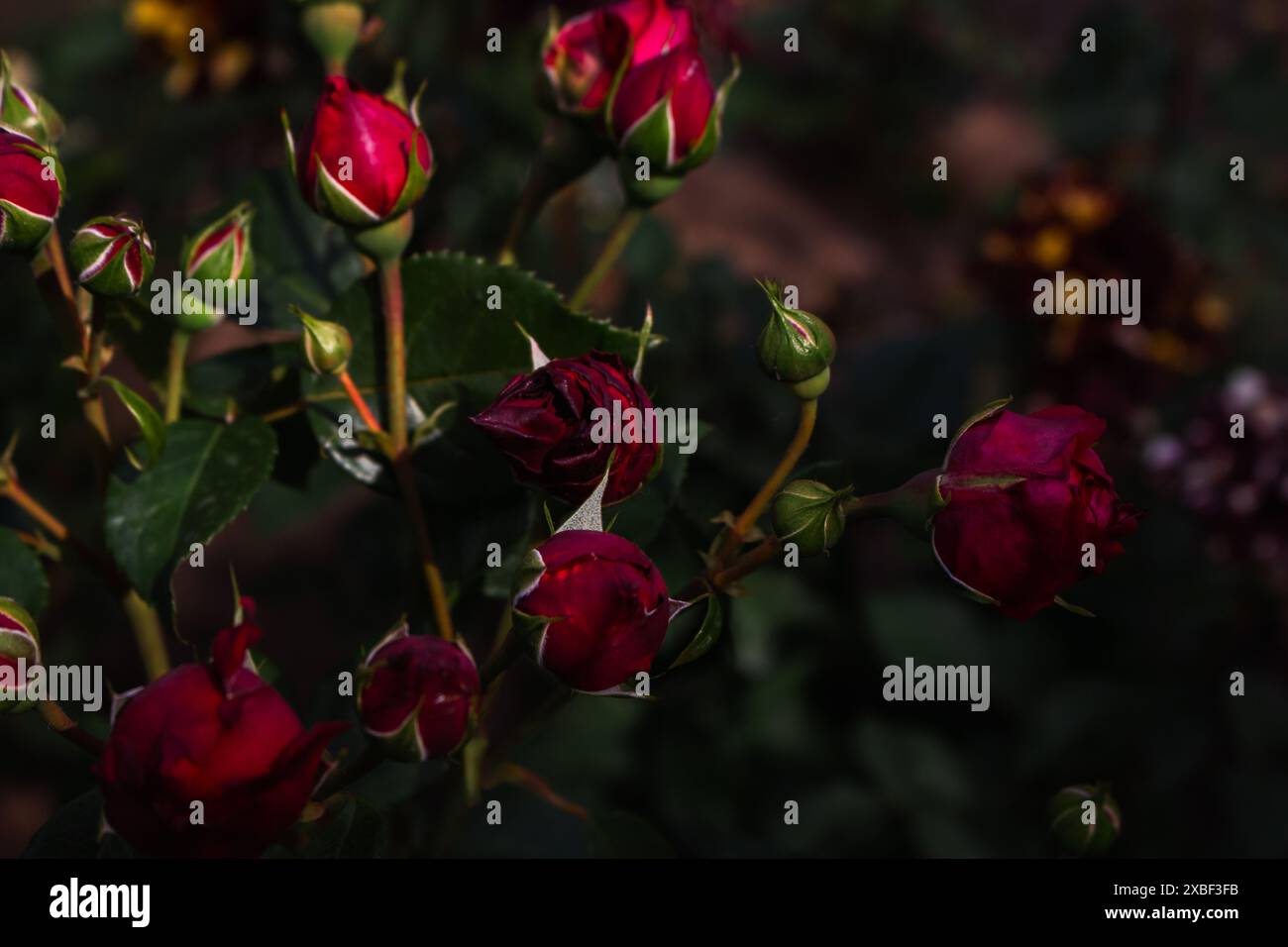 Piccoli boccioli di rosa rossi su sfondo verde scuro. Fiori da giardino di strada. Aiuola con rose rosse in miniatura. Concetto di amore e romanticismo Foto Stock
