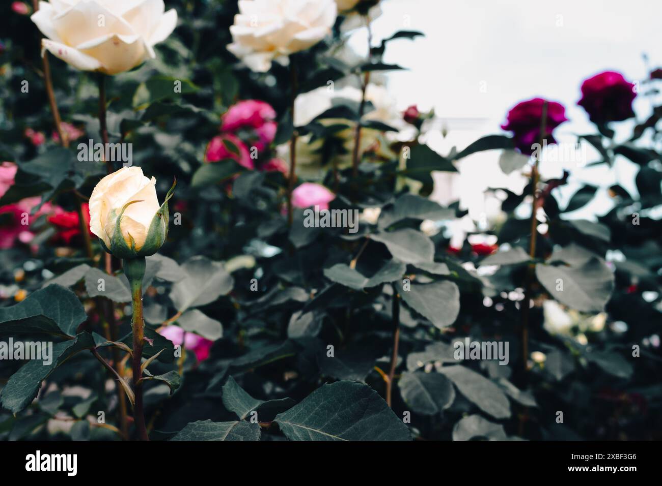 Piccole rose rosse e bianche su sfondo verde scuro. Fiori da giardino di strada. Aiuola con rose in miniatura. Concetto di amore e romanticismo. Rose da giardino. Foto Stock