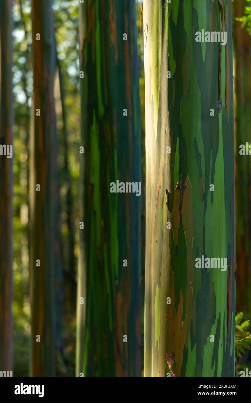 I raggi del sole splendono tra gli alberi di eucalipto in una fredda mattinata, provincia di Chiriqui, Panama - foto stock Foto Stock