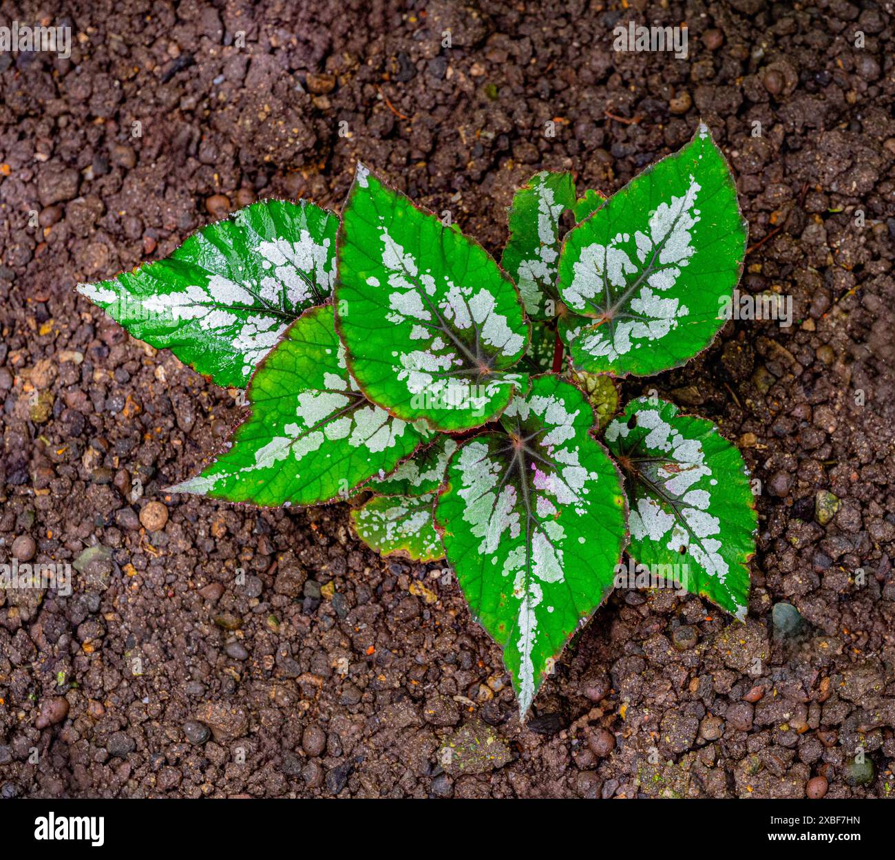 Begonia a foglia dipinta rex putz Foto Stock