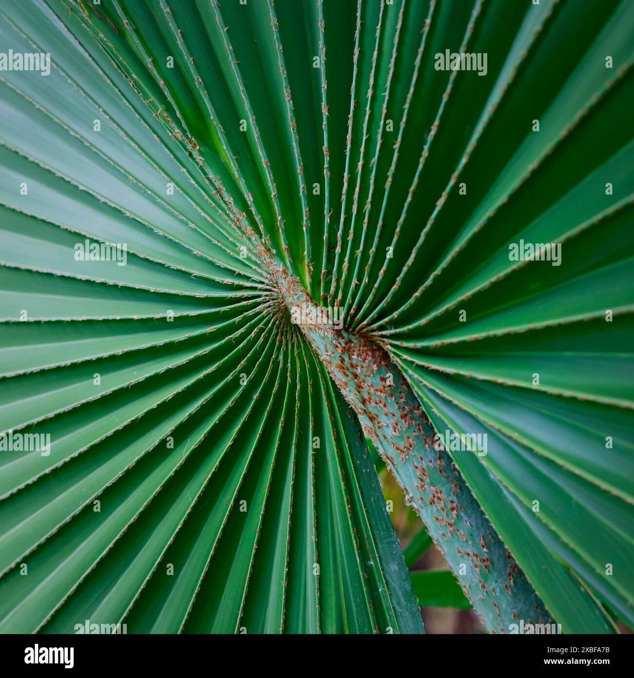PRIMO PIANO DI PRITCHARDIA PACIFICA Foto Stock