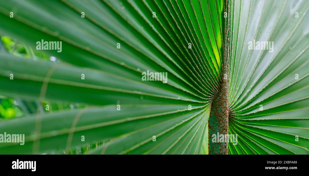 PRIMO PIANO DI PRITCHARDIA PACIFICA Foto Stock
