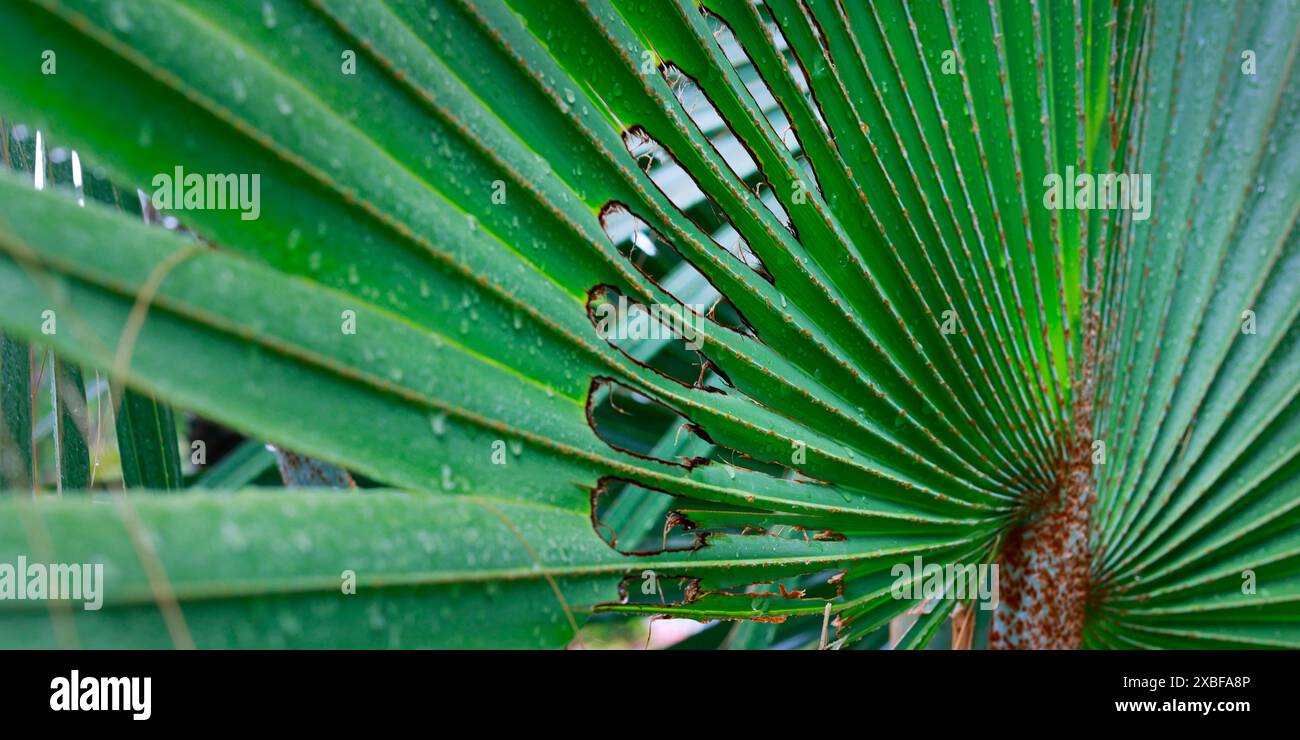 PRIMO PIANO DI PRITCHARDIA PACIFICA Foto Stock