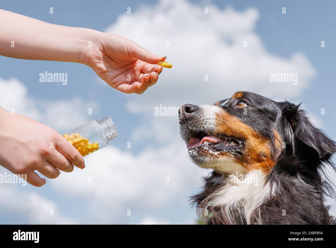 Un'immagine ravvicinata delle mani che regalano un regalo a un cane all'aperto in una giornata di sole con cieli azzurri e nuvole soffici Foto Stock