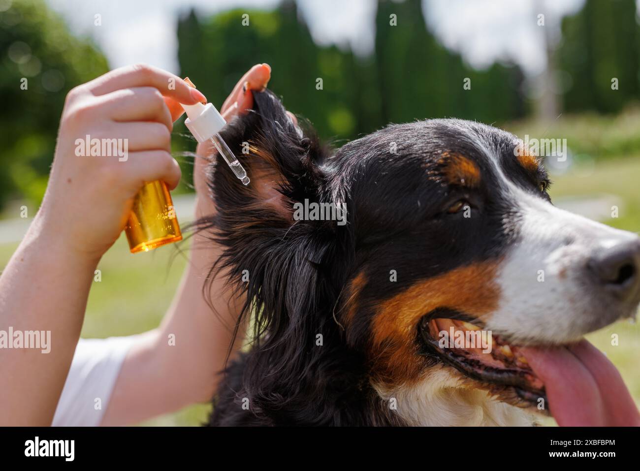 Una persona amministra con amore e cura le orecchie a un cane calmo in un ambiente tranquillo all'aperto in una giornata di sole Foto Stock