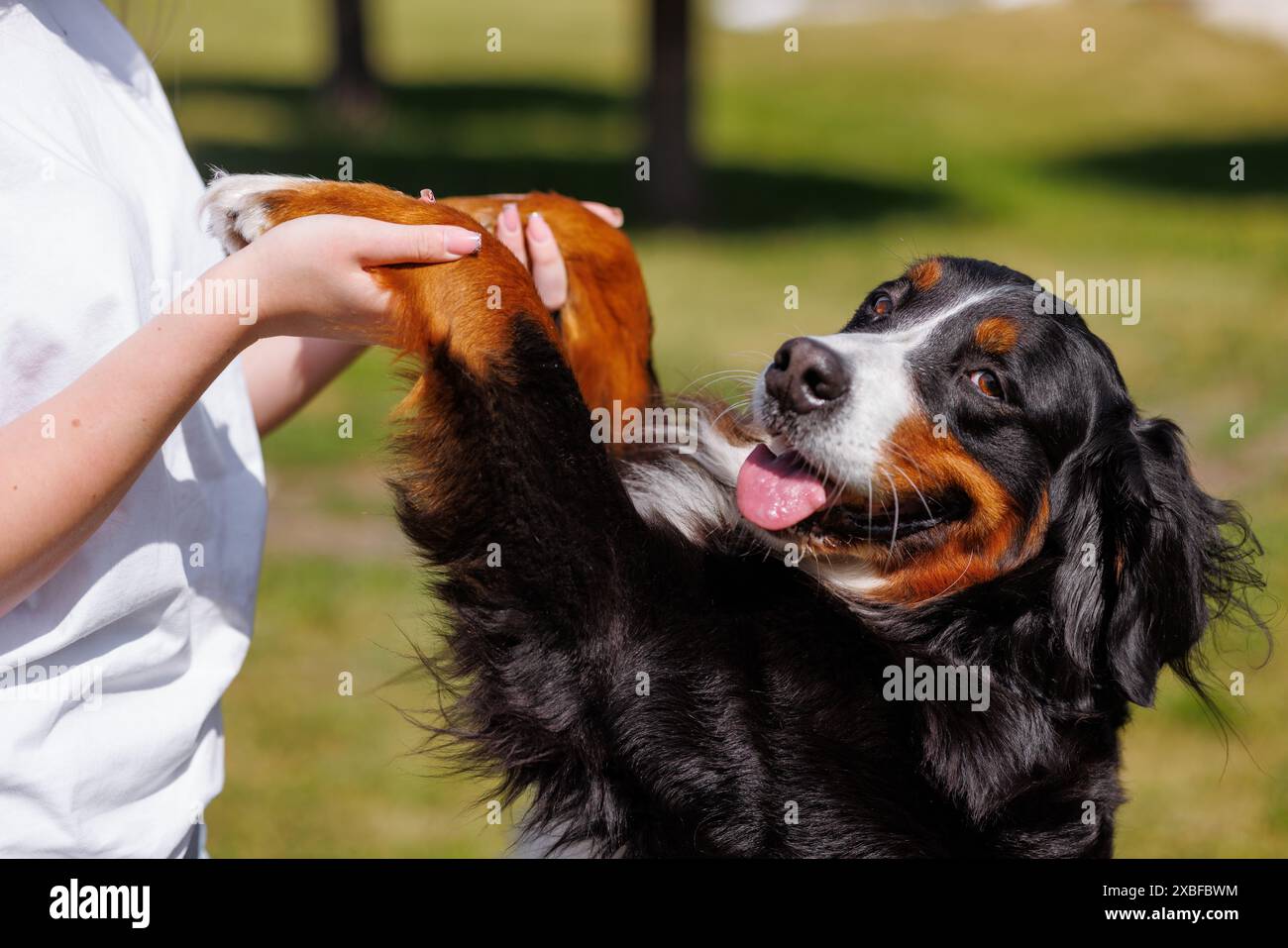 Una donna tiene il suo grande cane accanto alle zampe in un parco soleggiato, il concetto di amore per gli animali Foto Stock