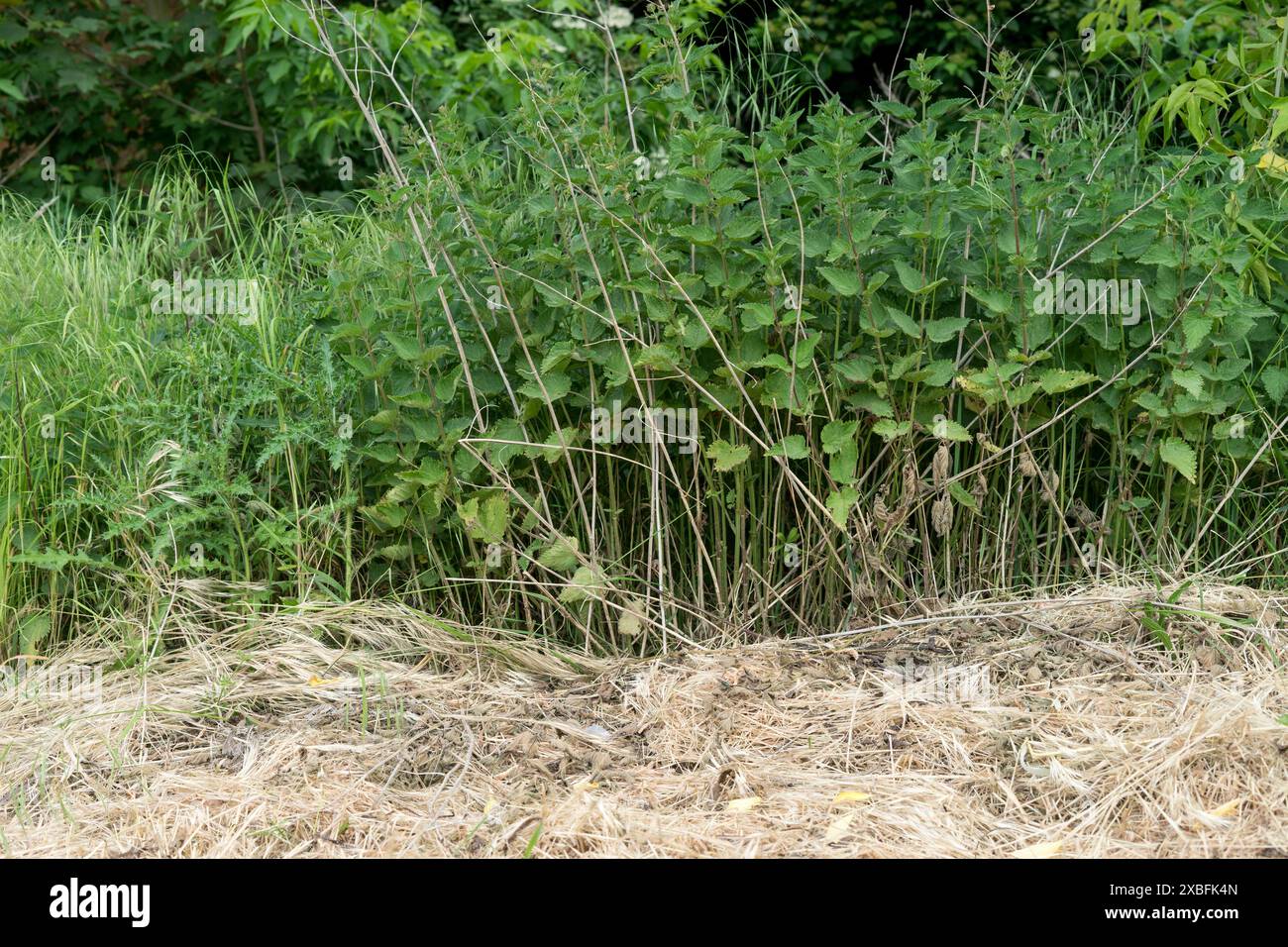 Piante di ortica pungente in estate davanti a un prato prato con fieno Foto Stock