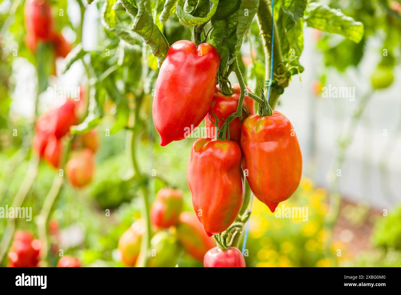 Pomodori Bellandini maturi che crescono su piante di pomodoro vitato in una serra, Regno Unito Foto Stock