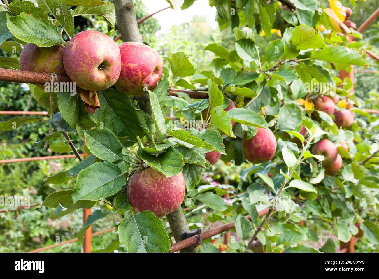 Mele mature nel frutteto. I meli che crescono in un giardino inglese in estate Foto Stock Mele mature nel frutteto. I meli che crescono in un giardino inglese in estate Foto Stock