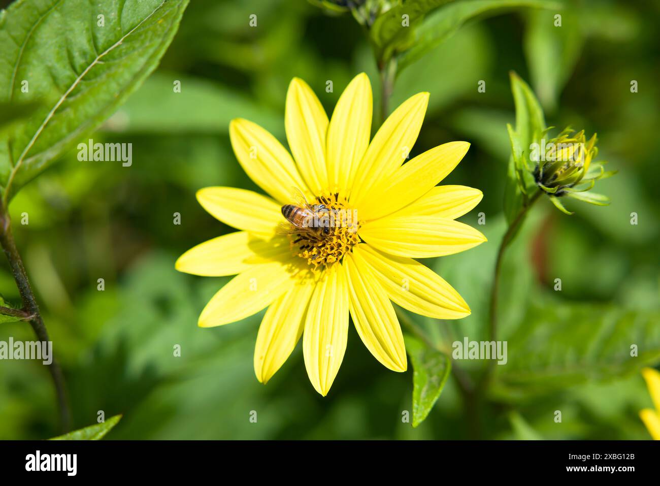 Api mellifere (Apis mellifera) su fiore giallo di helianthus, girasole su sfondo verde. Giardino inglese in estate Foto Stock