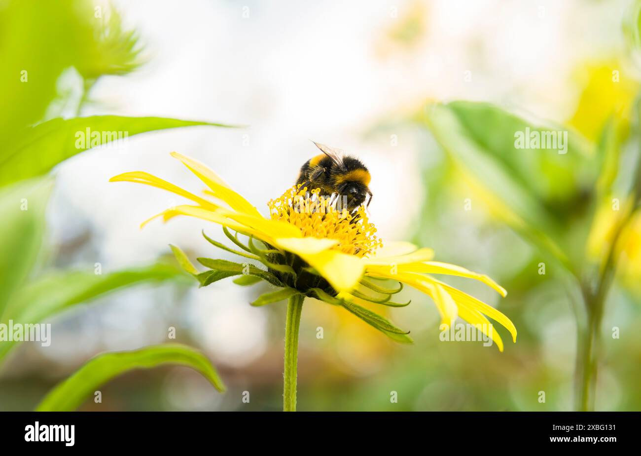 Bombo a coda di rondine (Bombus terrestris) su fiore giallo di helianthus, girasole. Giardino inglese in estate Foto Stock