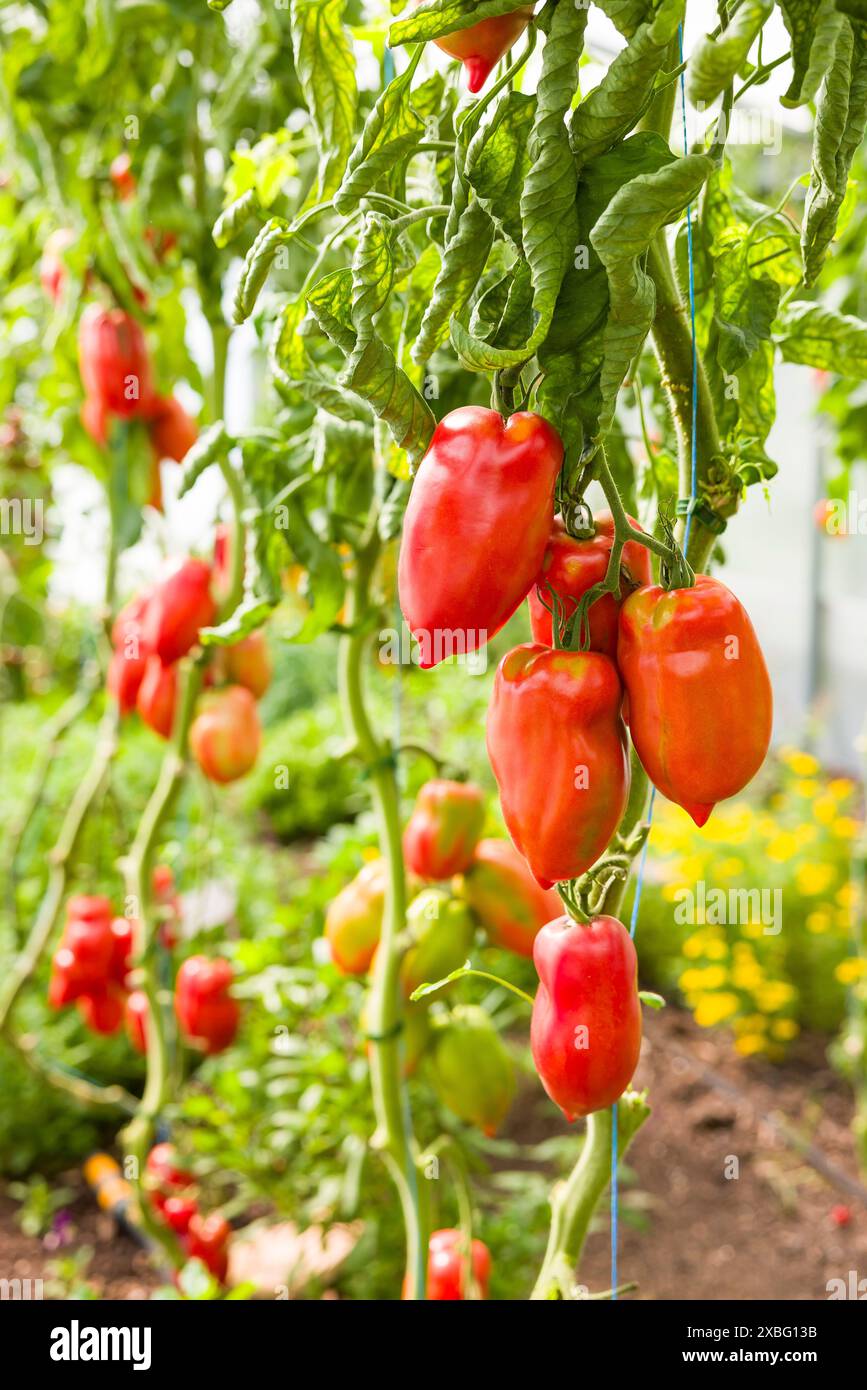 Pomodori Bellandini maturi che crescono su piante di pomodoro vitato in una serra, Regno Unito Foto Stock