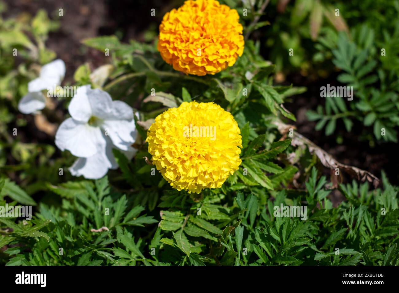 Nel giardino si possono vedere due fiori gialli e un fiore bianco. I fiori sono bellissimi e aggiungono colore al giardino Foto Stock