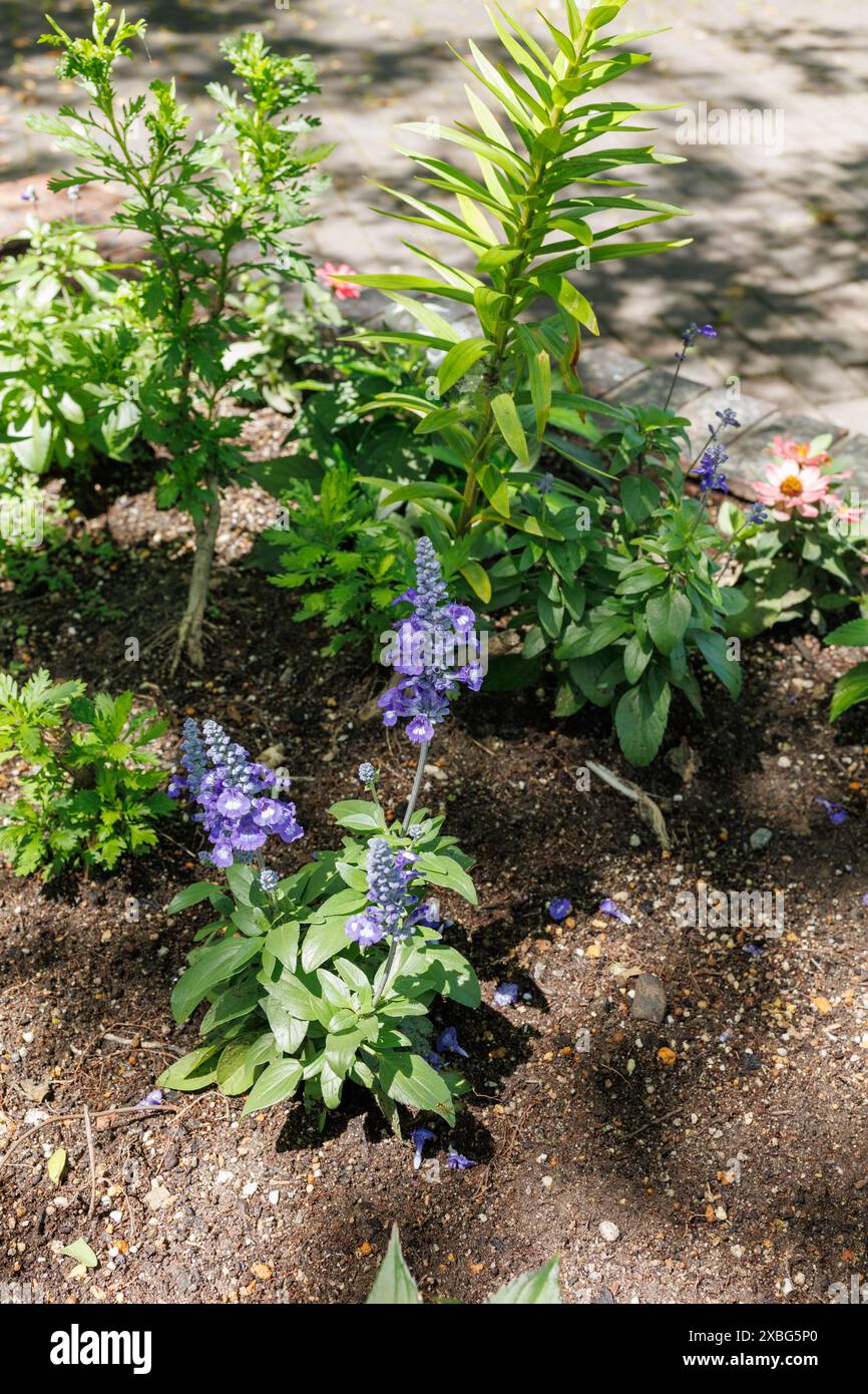 Fiori - il piccolo fiore di salvia Blu sorge alto e gode della luce del sole di una splendida mattina primaverile nel Parco Jingu Higashi situato a Nagoya, in Giappone Foto Stock