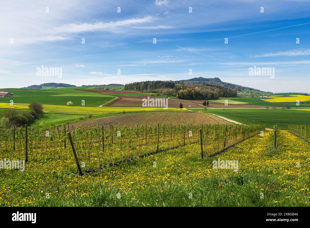 Paesaggio di Hegau con campi e prati, vista su Hohenstoffeln, Hilzingen, Baden-Wuerttemberg, Germania Foto Stock