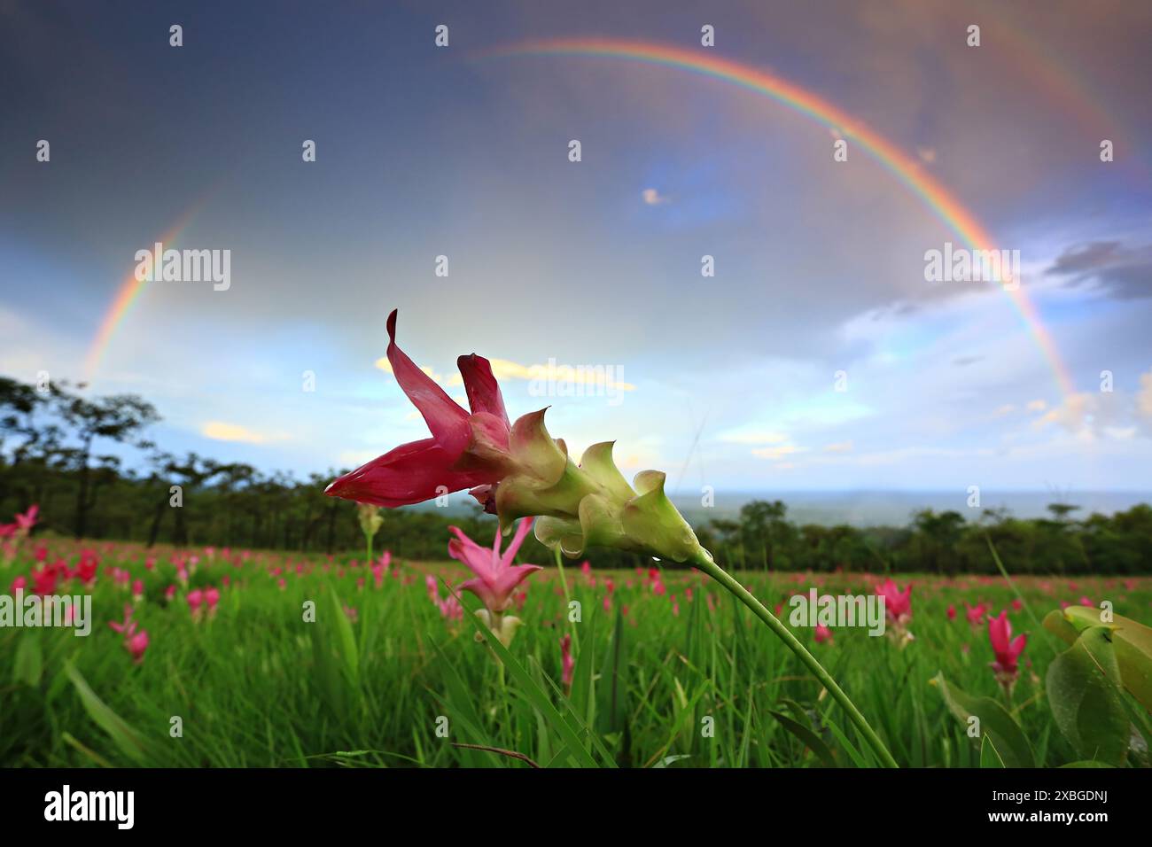 Fioritura di Dok krachiao o festival Siam-Tulip a Thung Bua Sawan (Parco Nazionale di Sai Thong) Chaiyaphum, Thailandia Foto Stock