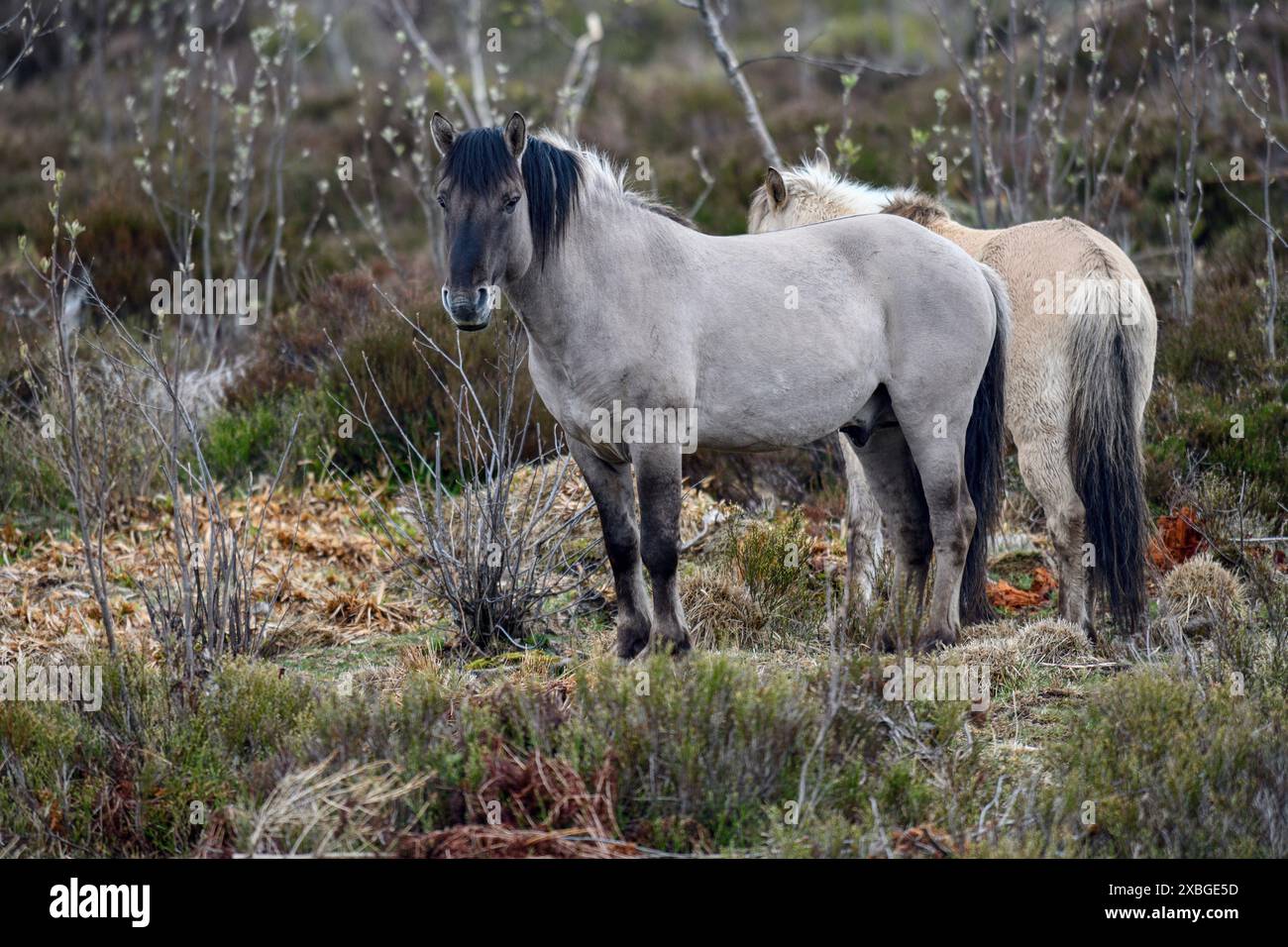 Konik, cavallo selvatico, due puledri in gioco, Schliffkopf, Parco Nazionale Foresta Nera, Germania, Europa, DIRITTI AGGIUNTIVI-CLEARANCE-INFO-NOT-AVAILABLE Foto Stock