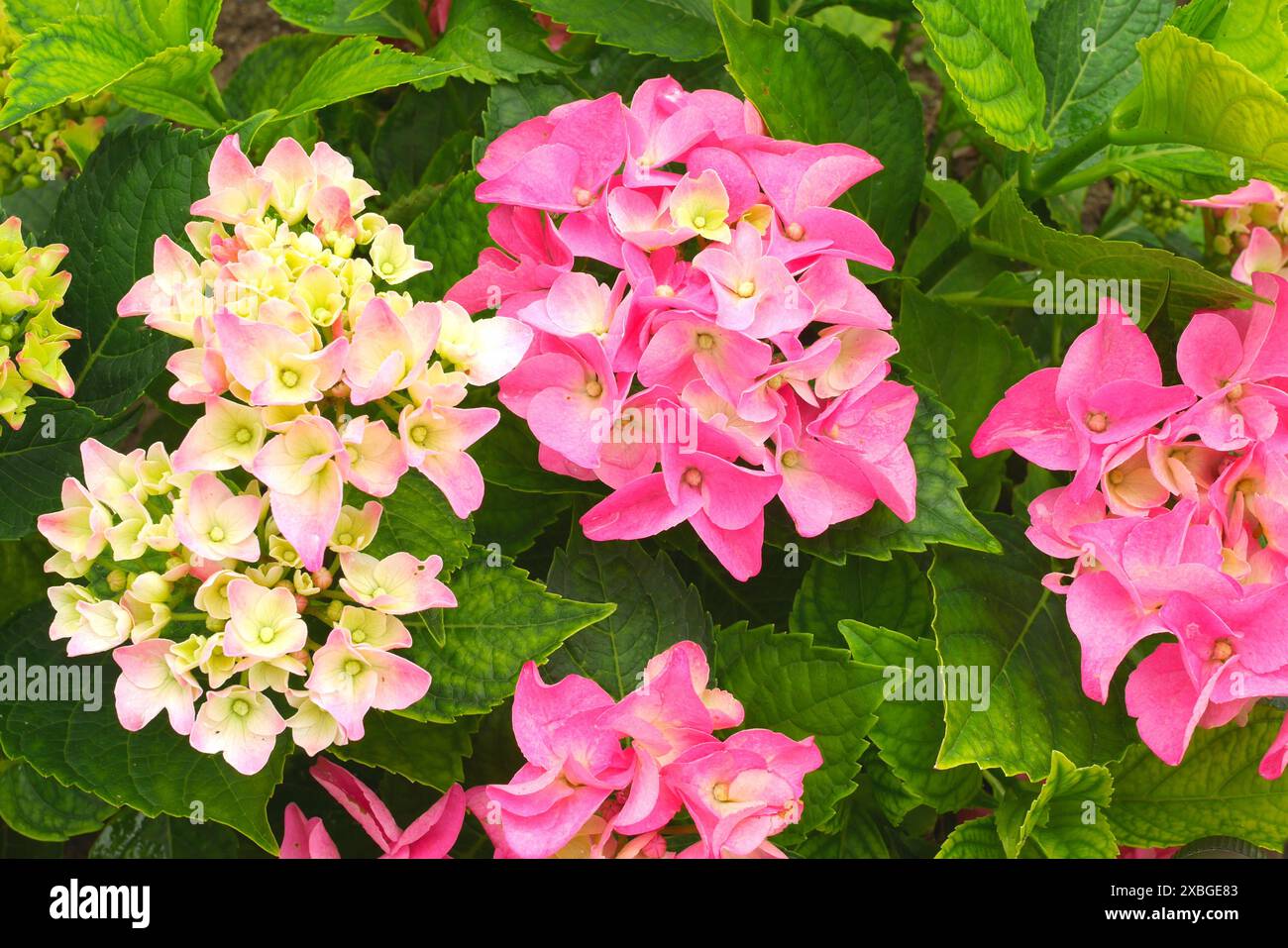 Ortensie rosa pallido in un giardino, contea di Pest, Ungheria Foto Stock