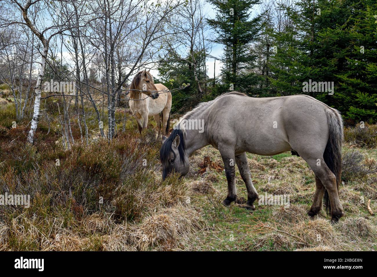 Konik, cavallo selvatico, due puledri in gioco, Schliffkopf, Parco Nazionale Foresta Nera, Germania, Europa, DIRITTI AGGIUNTIVI-CLEARANCE-INFO-NOT-AVAILABLE Foto Stock