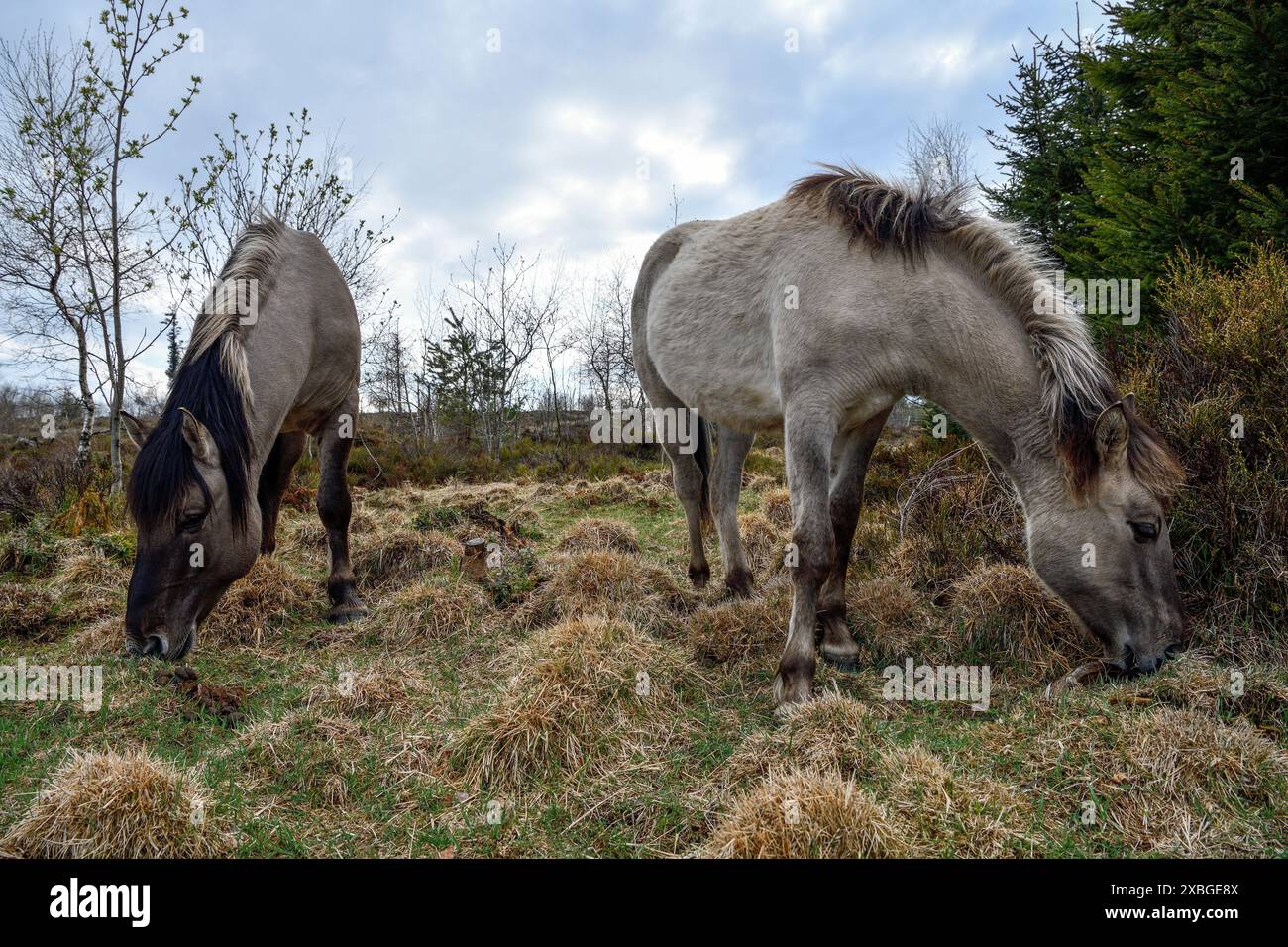 Konik, cavallo selvatico, due puledri in gioco, Schliffkopf, Parco Nazionale Foresta Nera, Germania, Europa, DIRITTI AGGIUNTIVI-CLEARANCE-INFO-NOT-AVAILABLE Foto Stock
