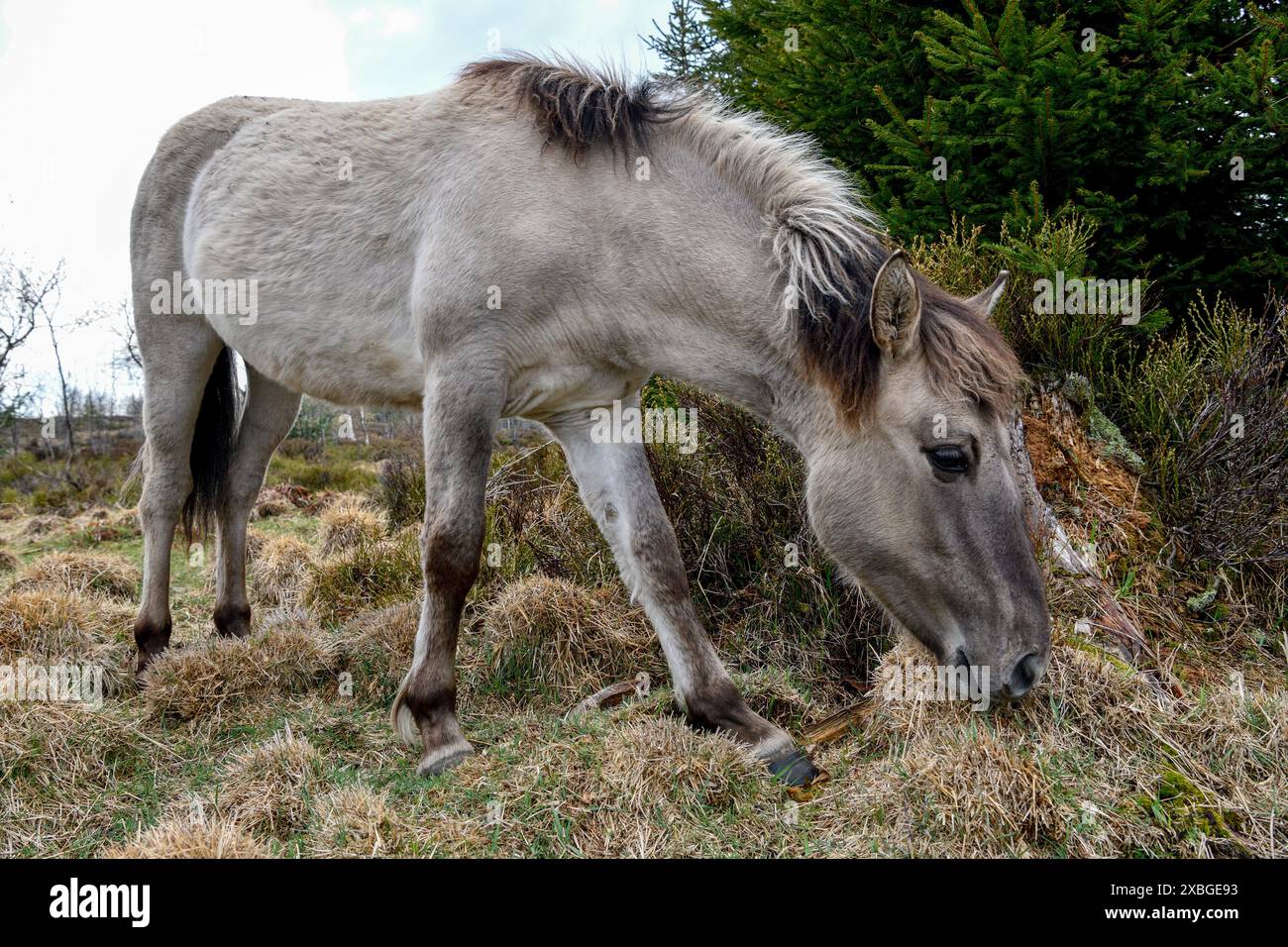 Konik, cavallo selvatico, due puledri in gioco, Schliffkopf, Parco Nazionale Foresta Nera, Germania, Europa, DIRITTI AGGIUNTIVI-CLEARANCE-INFO-NOT-AVAILABLE Foto Stock