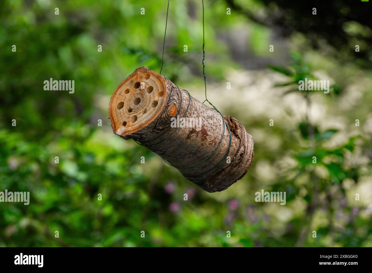 Un tronco di api appeso (casa degli insetti). Il tronco è stato ricavato da un piccolo tronco di albero ed è appeso ad un albero. Foto Stock